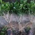 广西南宁横县基地直销5年精品茉莉花苗大量批发