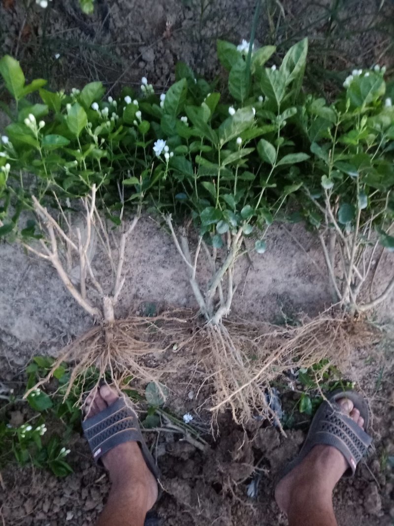 广西南宁横县基地直销5年精品茉莉花苗大量批发