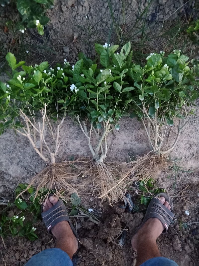 广西南宁横县基地直销5年精品茉莉花苗大量批发