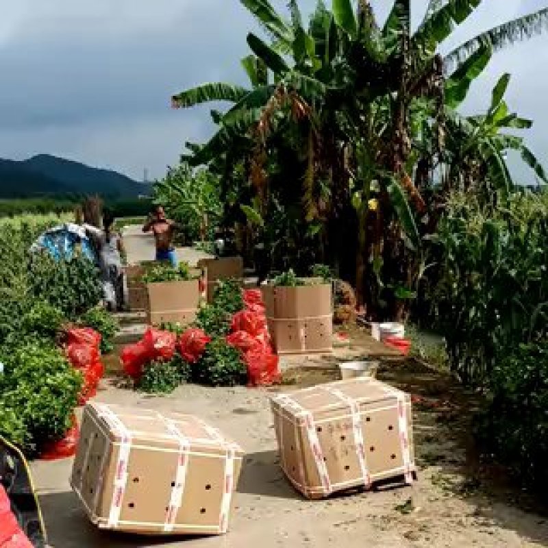 广西南宁横县基地直销5年精品茉莉花苗大量批发