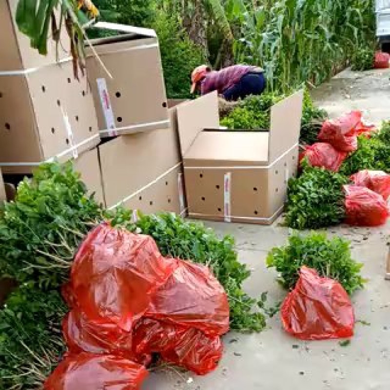 广西南宁横县基地直销5年精品茉莉花苗大量批发