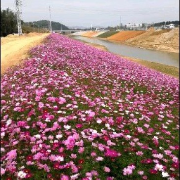 波斯菊，格桑花