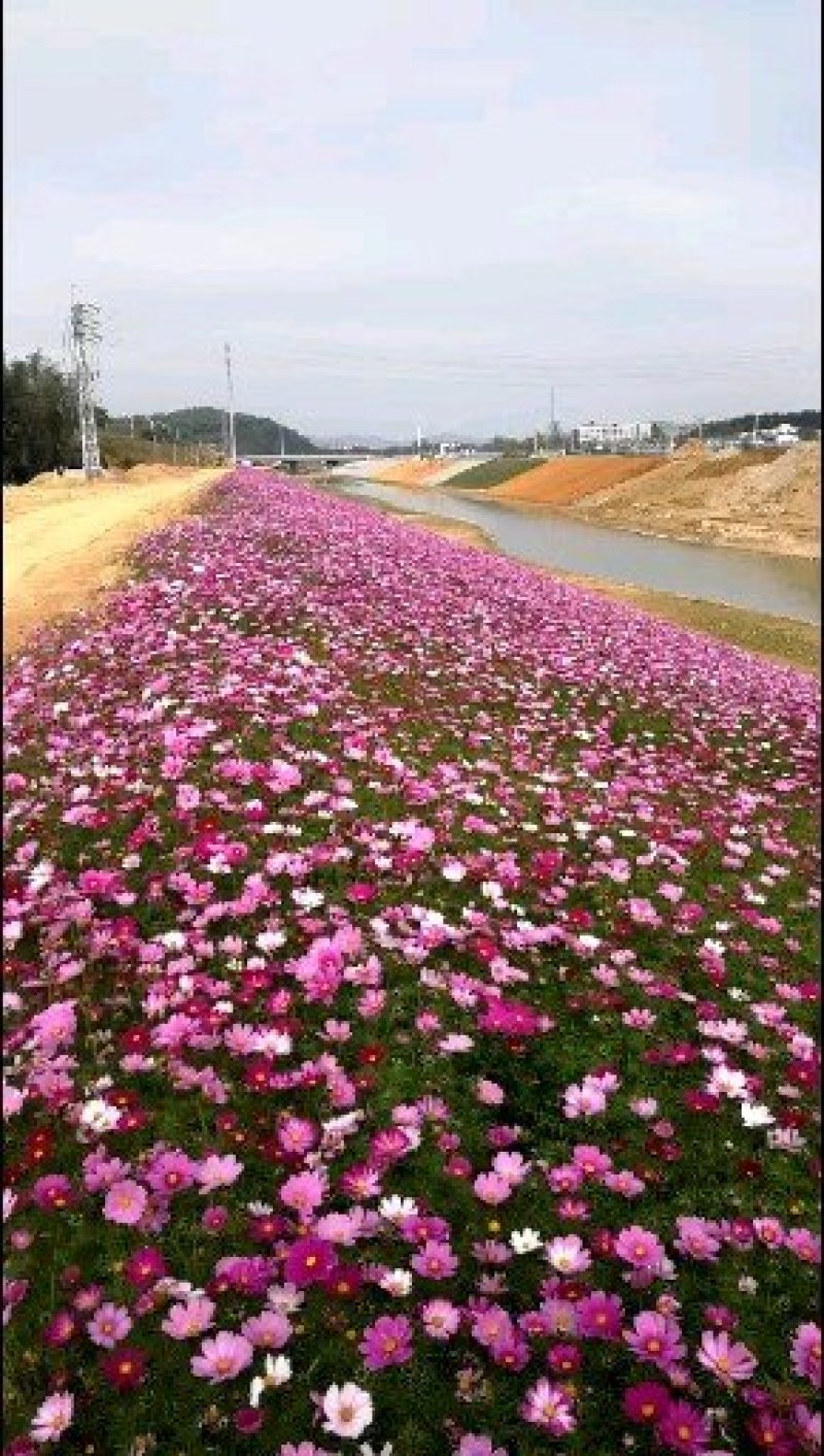 波斯菊，格桑花