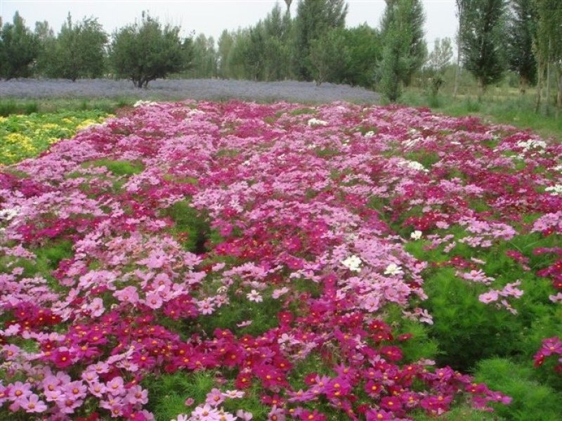 波斯菊，格桑花