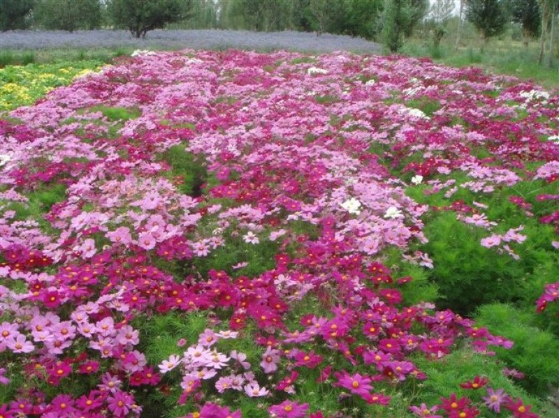 波斯菊，格桑花