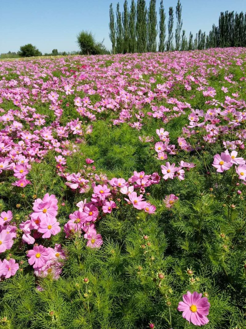 波斯菊，格桑花