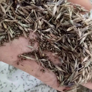 狼尾草