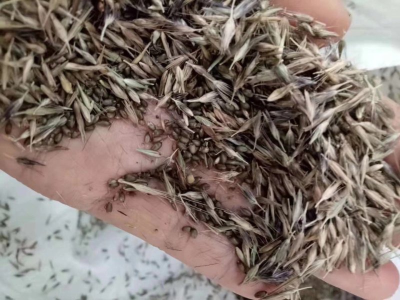 狼尾草