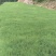 狗牙根