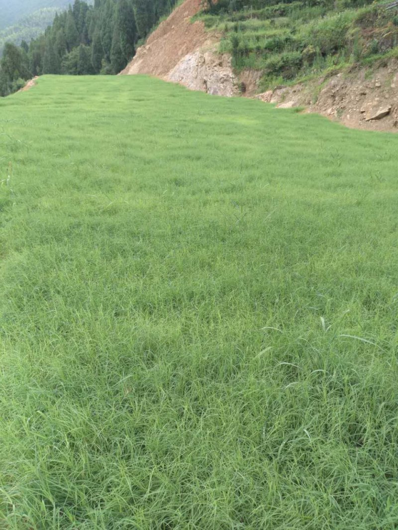 狗牙根