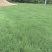 狗牙根