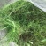 狗牙根