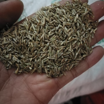 黑麦草，多年黑麦草