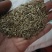 黑麦草，多年黑麦草