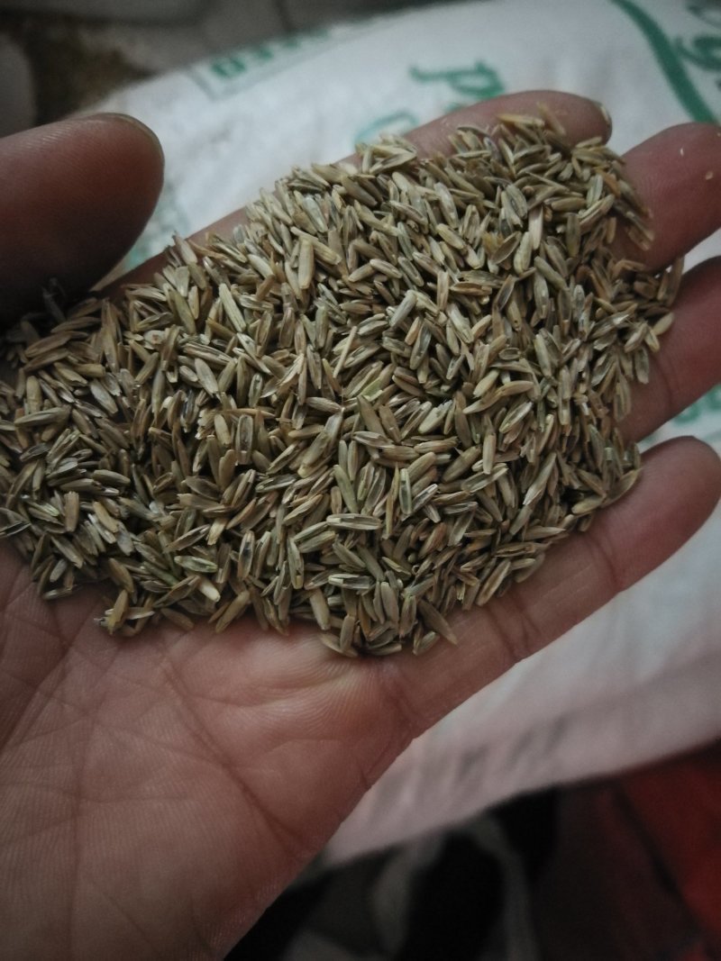 黑麦草，多年黑麦草