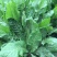 菊苣