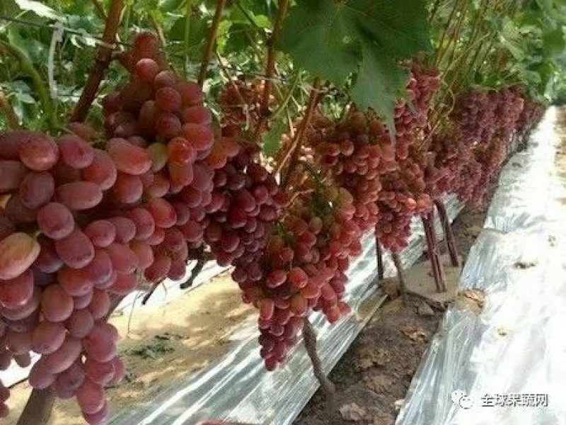 克伦生葡萄苗！一年苗！自然无核，基地直发，货源充足