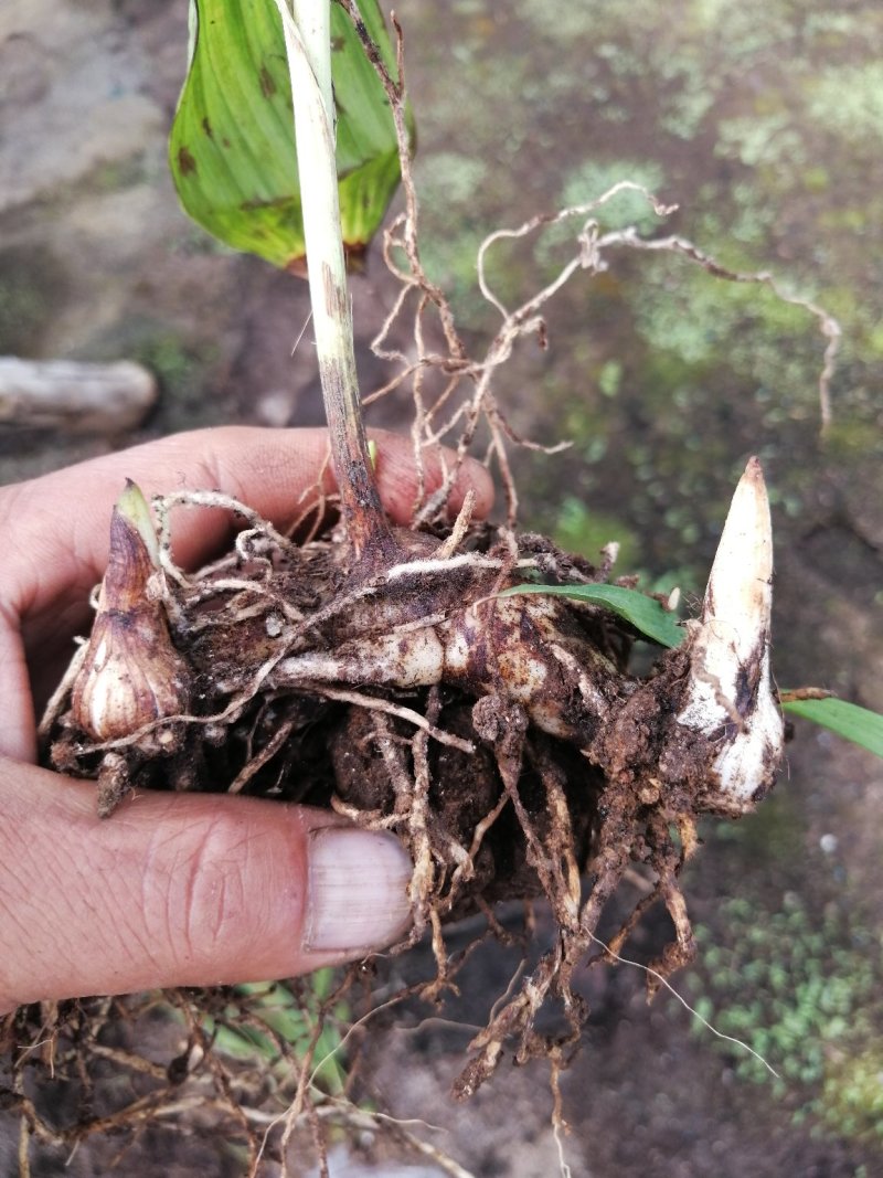 紫花三叉大白芨苗，白芨苗白芨种苗，包成活包教技术，欢迎广