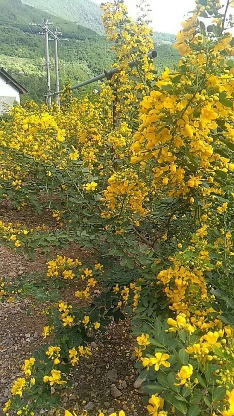 【推荐】黄花槐种子芽率95以上，品种纯正质优价廉包质量