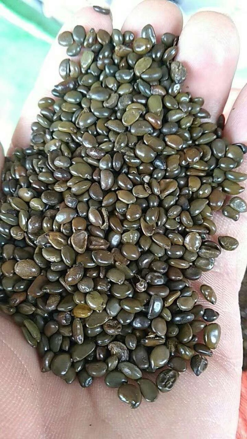 【推荐】黄花槐种子芽率95以上，品种纯正质优价廉包质量