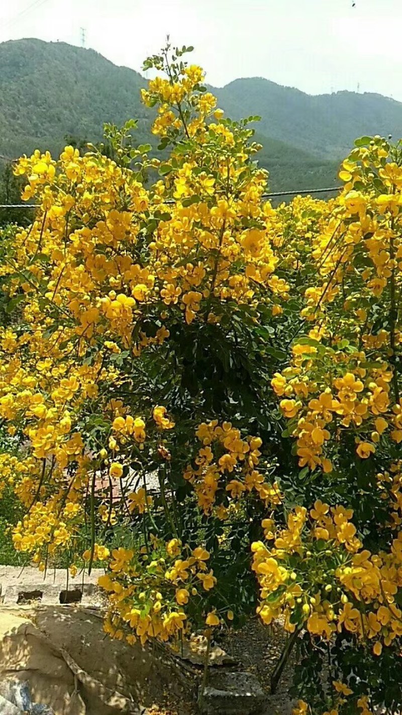 【推荐】黄花槐种子芽率95以上，品种纯正质优价廉包质量