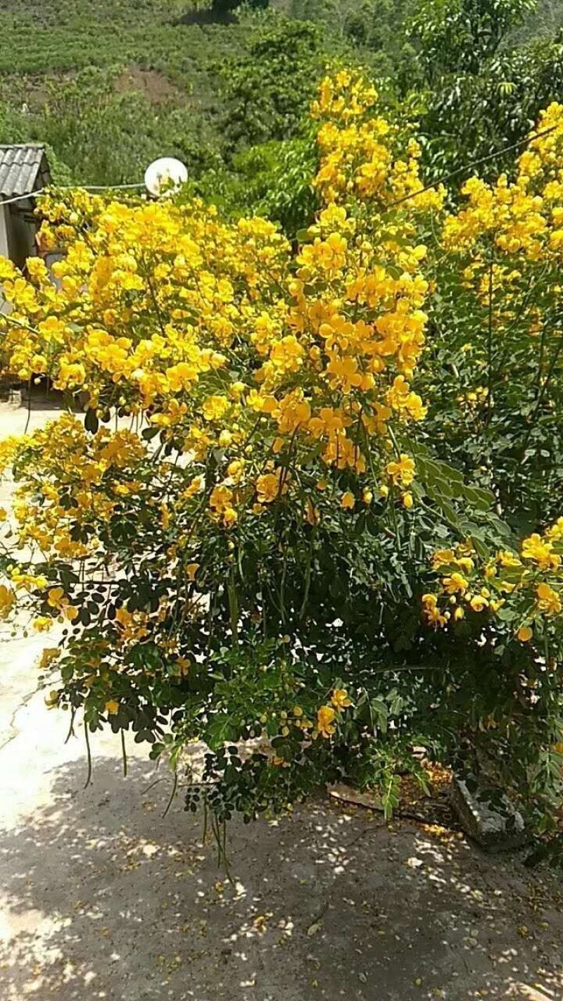 【推荐】黄花槐种子芽率95以上，品种纯正质优价廉包质量