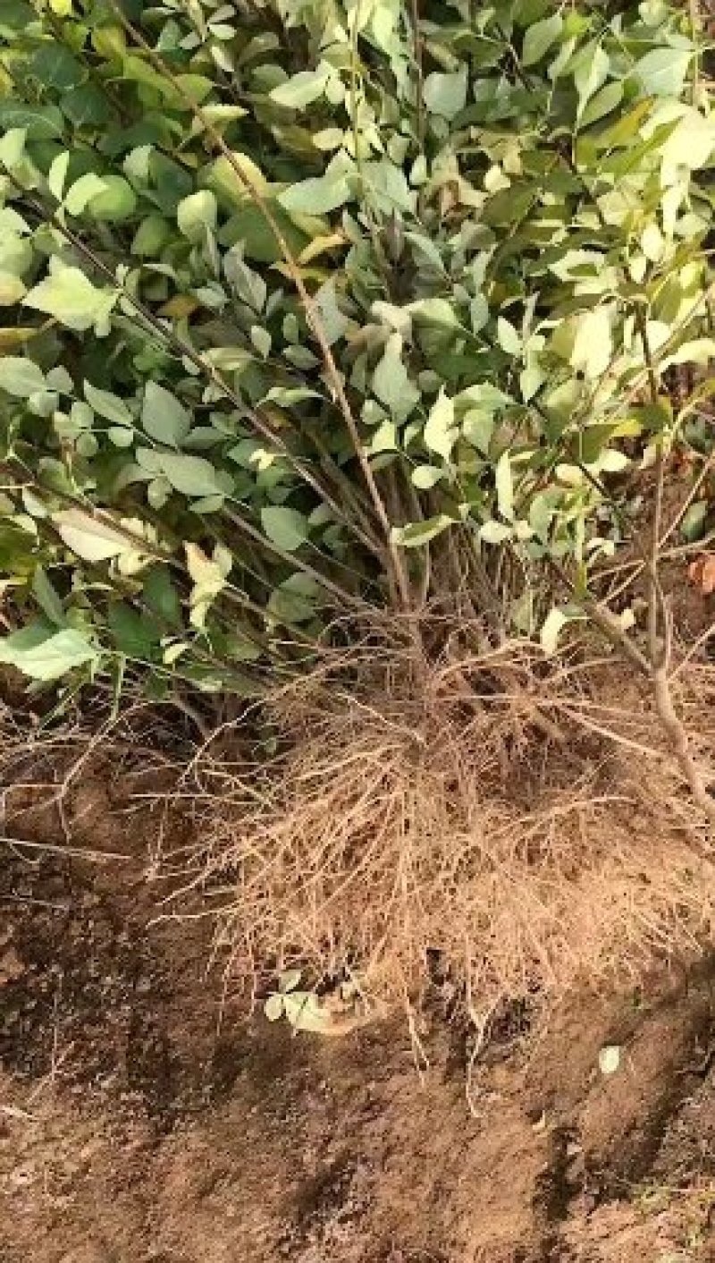 (高产大果)3号药用翘苗结果早多规格批发零售