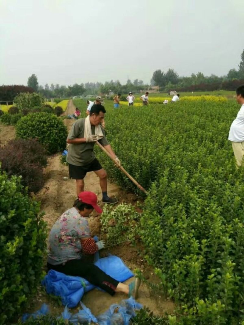 常年批发供应黄杨价格优惠，规格有一年生两年生高度