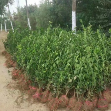 常年批发供应黄杨价格优惠，规格有一年生两年生高度