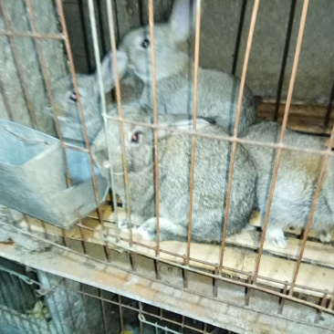 公羊兔，宠物兔，杂交野兔养殖基地，肉兔的品种