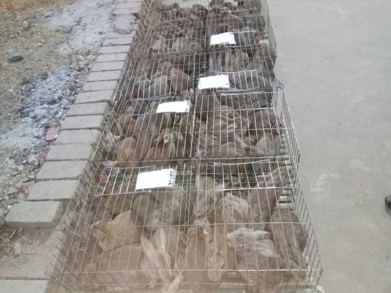 公羊兔，宠物兔，杂交野兔养殖基地，肉兔的品种