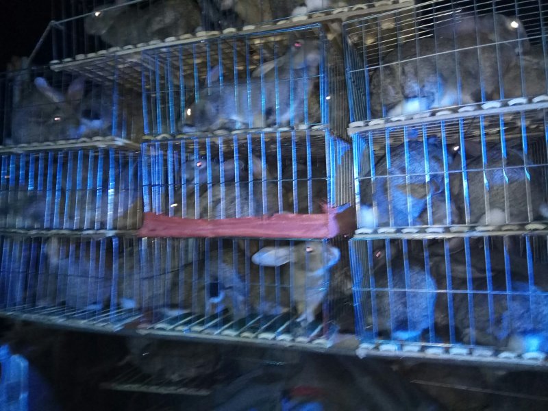 公羊兔，宠物兔，杂交野兔养殖基地，肉兔的品种