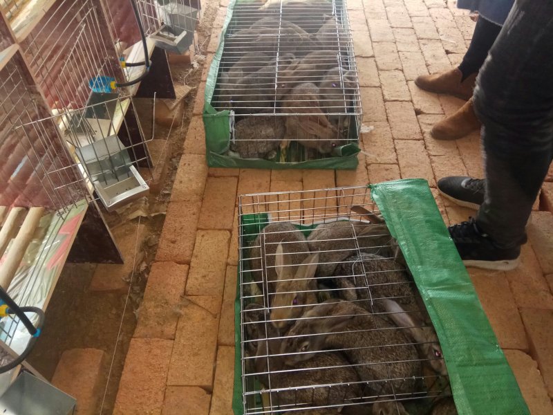 公羊兔，宠物兔，杂交野兔养殖基地，肉兔的品种