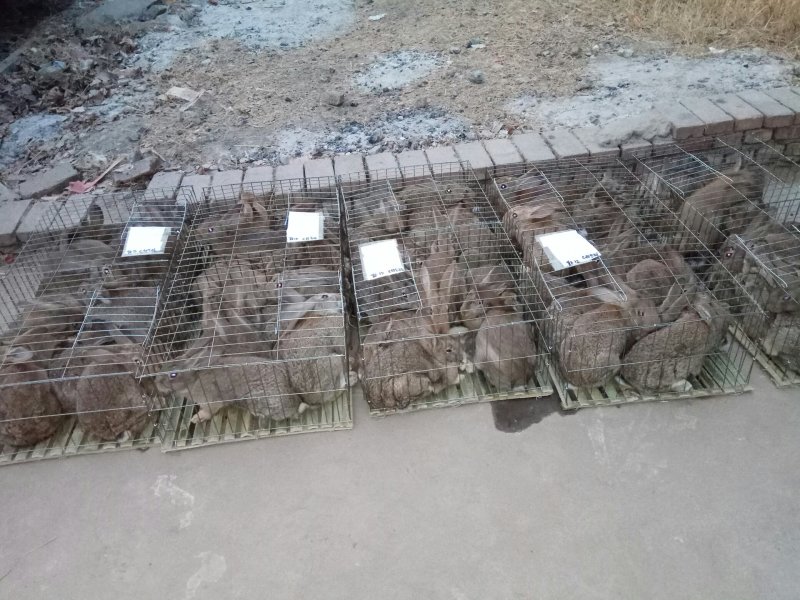公羊兔，宠物兔，杂交野兔养殖基地，肉兔的品种