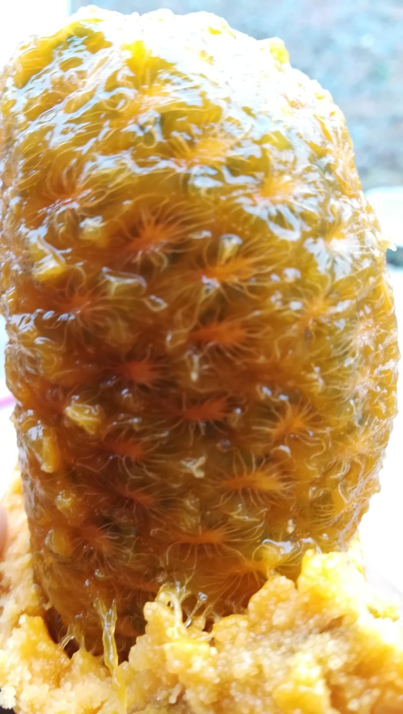 九月黄苗