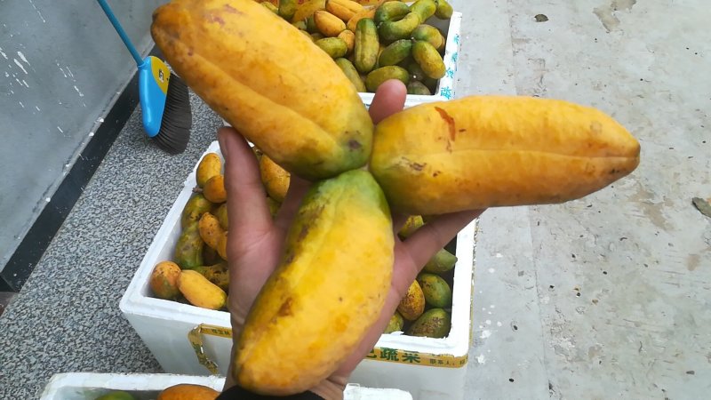 九月黄苗