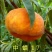 山东烟台脱毒蟠桃苗，油蟠苗黄桃苗等