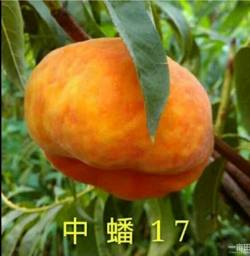 山东烟台脱毒蟠桃苗，油蟠苗黄桃苗等