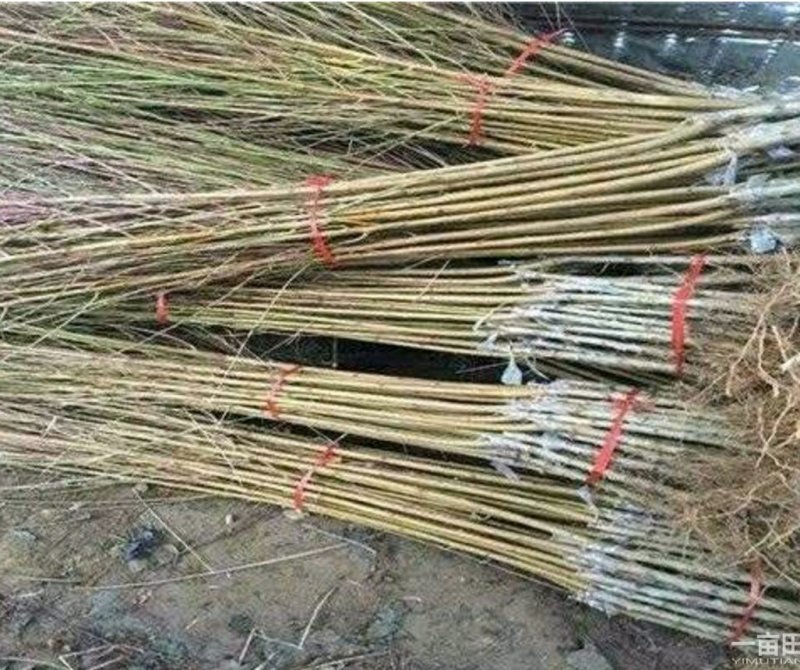 山东烟台脱毒蟠桃苗，油蟠苗黄桃苗等