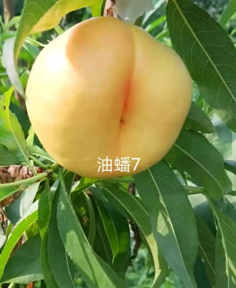 山东烟台脱毒蟠桃苗，油蟠苗黄桃苗等