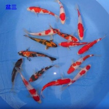金鱼观赏鱼送货上门快递包邮到家