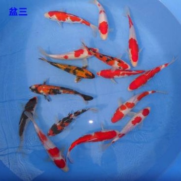 金鱼观赏鱼送货上门快递包邮到家