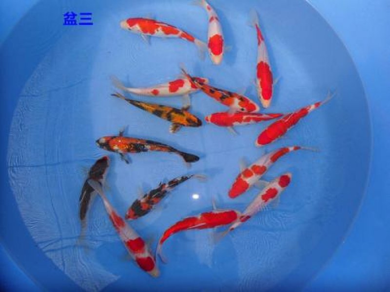 金鱼观赏鱼送货上门快递包邮到家