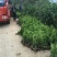 常年批发供应小叶黄杨小苗价格优惠苗圃大量出售各种绿化苗木