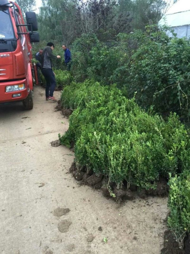 常年批发供应小叶黄杨小苗价格优惠苗圃大量出售各种绿化苗木