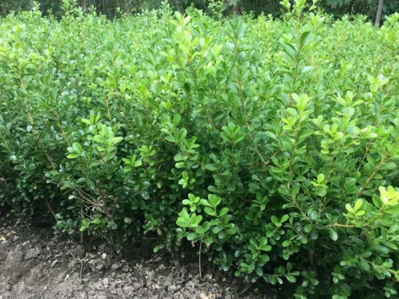 常年批发供应小叶黄杨小苗价格优惠苗圃大量出售各种绿化苗木