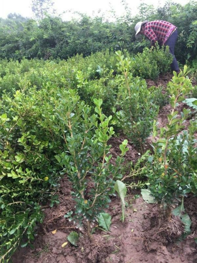 常年批发供应小叶黄杨小苗价格优惠苗圃大量出售各种绿化苗木
