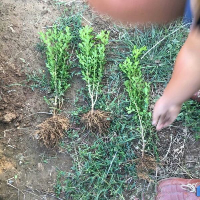 常年批发供应小叶黄杨小苗价格优惠苗圃大量出售各种绿化苗木