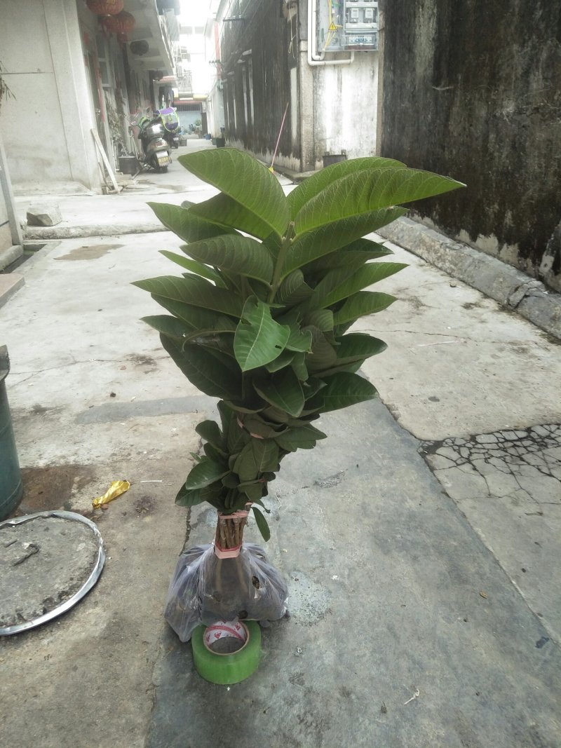 西瓜红番石榴苗，保证正品当年挂果，带叶带杯发货