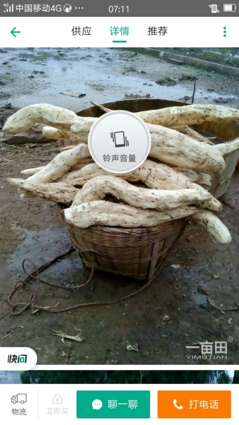 葛根